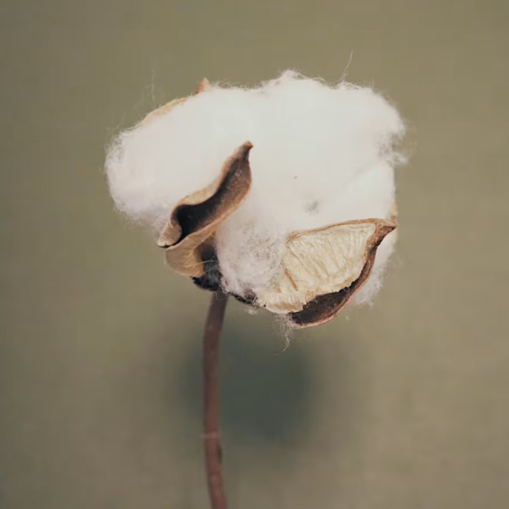 Supima-Bomuldsplante. Bomulden har ekstra lange fibre og har de enestående egenskaber: Styrke, blødhed og farvebevaring.